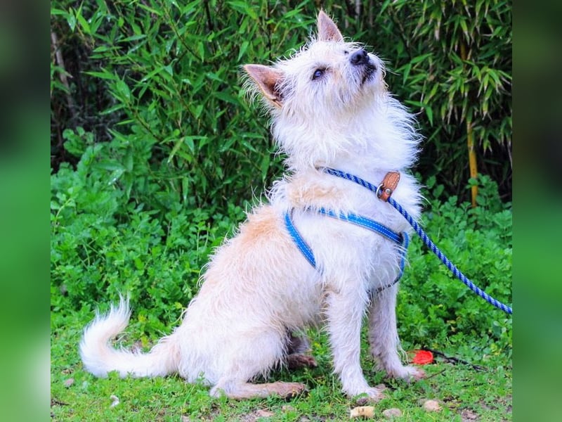 AFONSO - will wieder lieben und geliebt werden