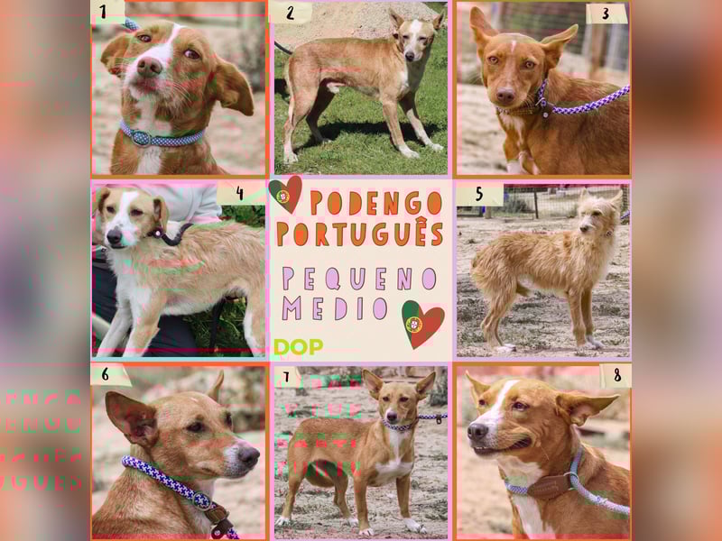 GABRIEL❣️sehr lieb & sanft –> Typisch PODENGO