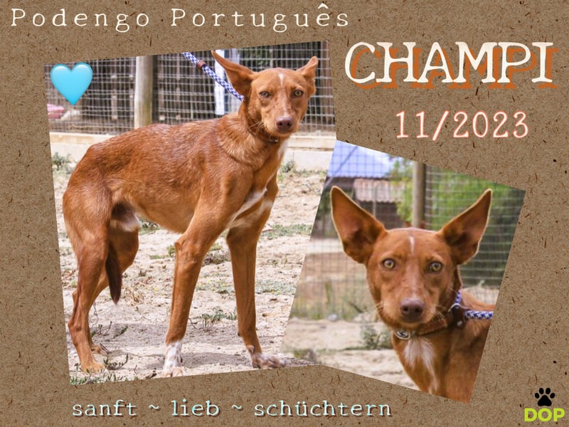 Julio - (noch) etwas schüchtern - sucht Zuhause mit Hundekumpel