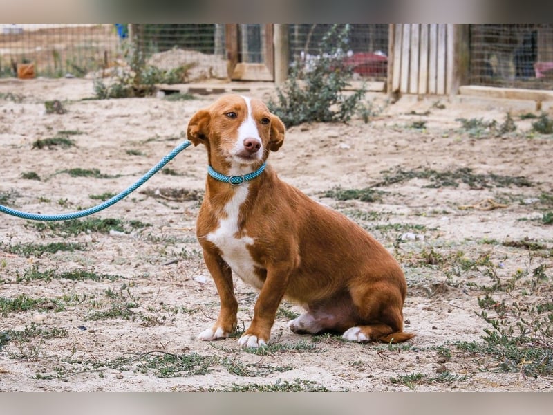 GABRIEL sehr lieb & sanft❗️Typisch Podengo