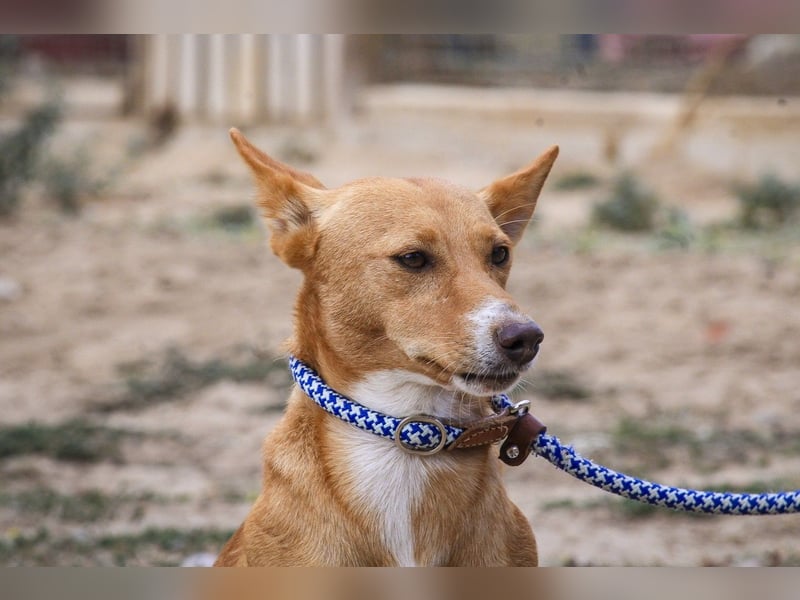 Julio - (noch) etwas schüchtern - sucht Zuhause mit Hundekumpel