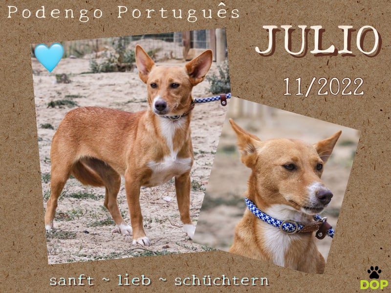 Julio - (noch) etwas schüchtern - sucht Zuhause mit Hundekumpel