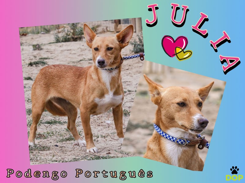 ♦️  CHAMPI • TINSEL - JULIA ♦️ in der Cantinho da Milu ⏳ 9/2025