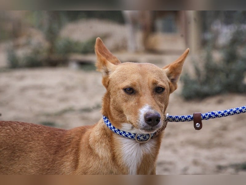 Julio - (noch) etwas schüchtern - sucht Zuhause mit Hundekumpel