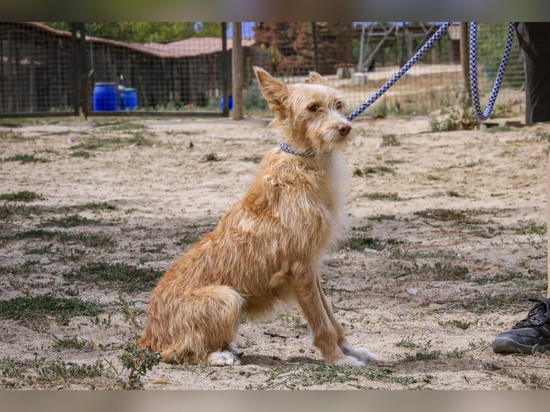 Pflegestelle oder Endstelle für • MELLOW gesucht !