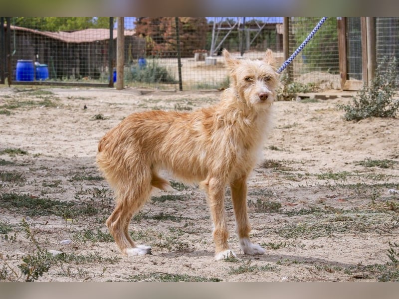 Pflegestelle oder Endstelle für • MELLOW gesucht !