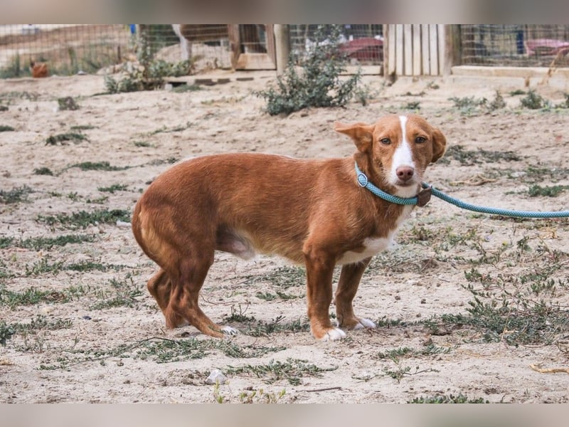 GABRIEL sehr lieb & sanft❗️Typisch Podengo