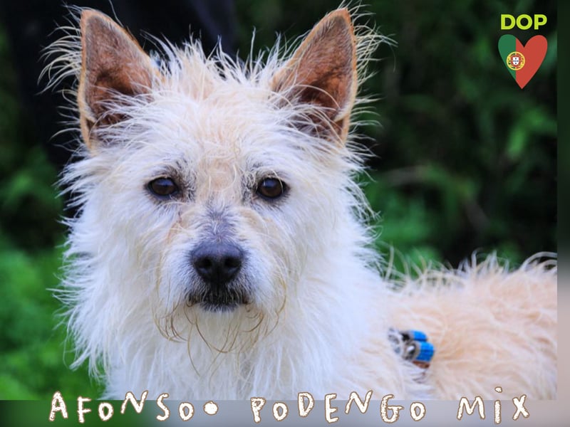 Pflegestelle oder erfahrene Endstelle • für AFONSO gesucht !