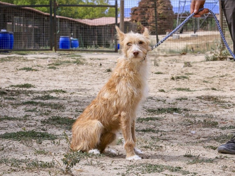Pflegestelle oder Endstelle für • MELLOW gesucht !