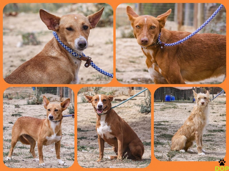 Julio - (noch) etwas schüchtern - sucht Zuhause mit Hundekumpel