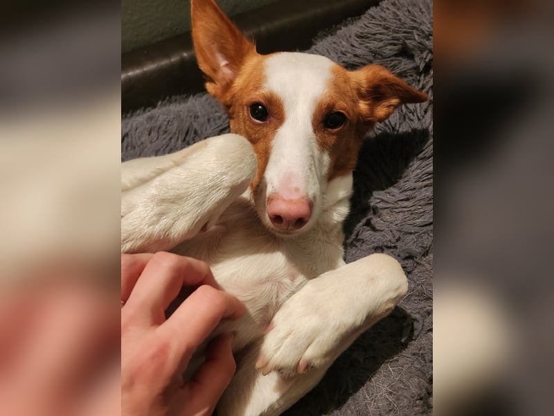 Zauberhafte Podenga Nami wartet in Deutschland auf ihr Happy End!