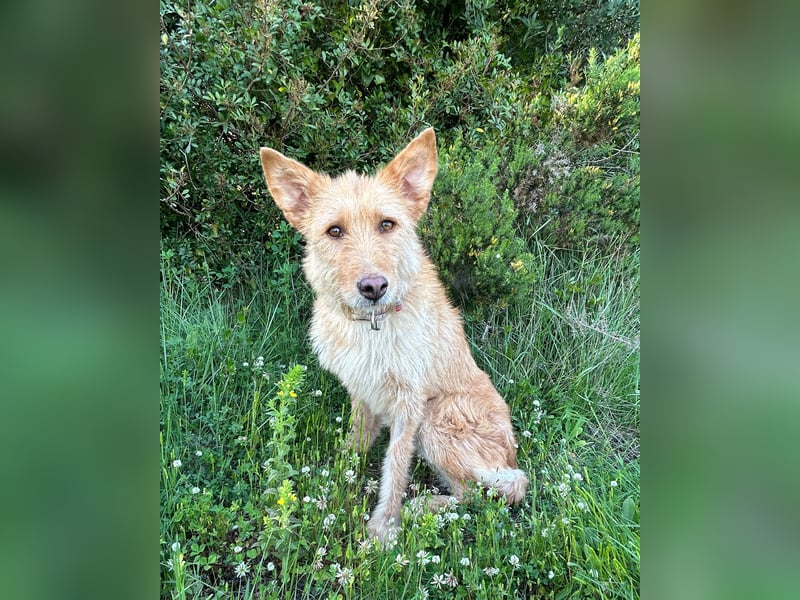 Sanfte Ava wartet in Portugal auf ihr Happy End!