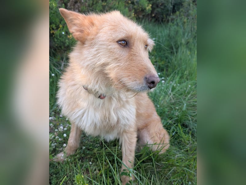 Sanfte Ava wartet in Portugal auf ihr Happy End!