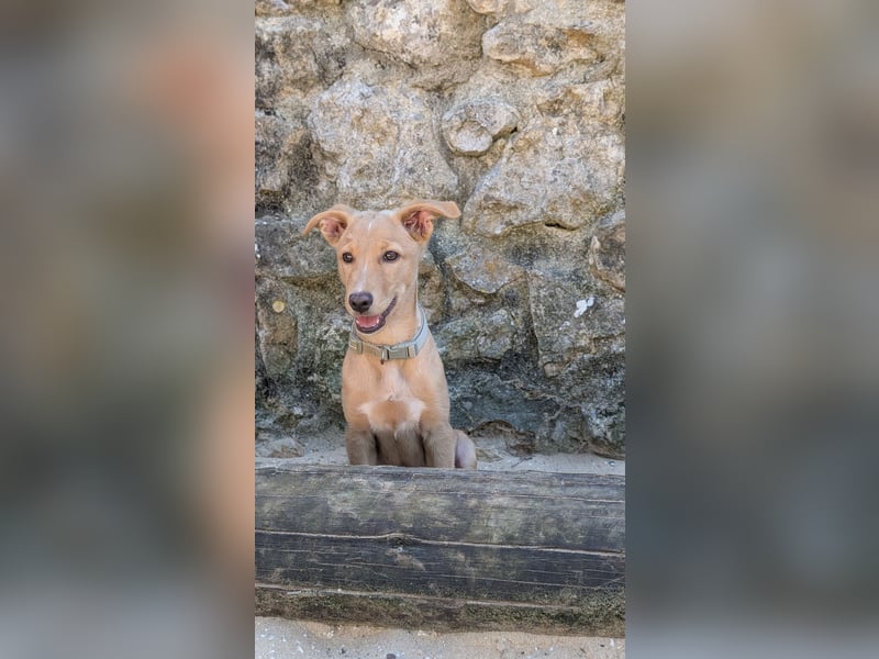 Zauberhafter Lemon wartet auf unserem Tierschutzhof in Portugal!