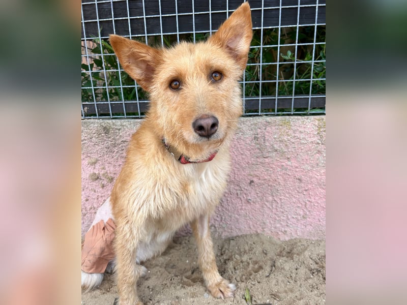 Sanfte Ava wartet in Portugal auf ihr Happy End!