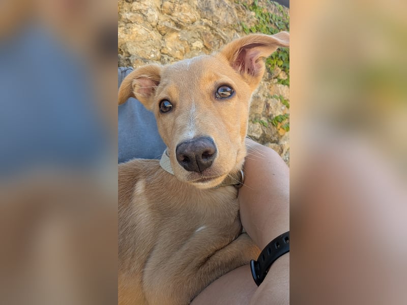 Zauberhafter Lemon wartet auf unserem Tierschutzhof in Portugal!