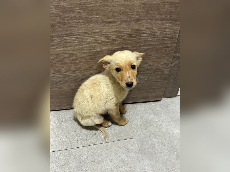 Zauberhafter Lemon wartet auf unserem Tierschutzhof in Portugal!