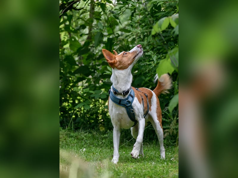 Zauberhafte Podenga Nami wartet in 40668 Meerbusch auf dich!