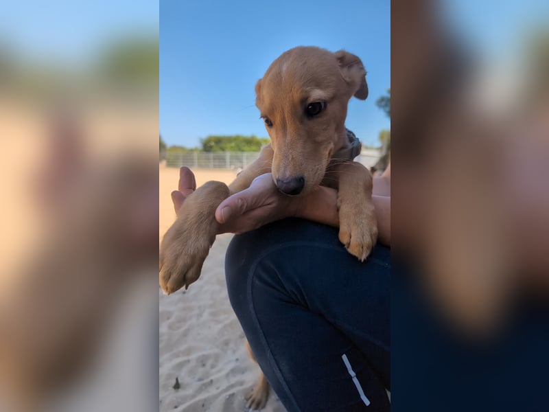 Zauberhafter Lemon wartet auf unserem Tierschutzhof in Portugal!