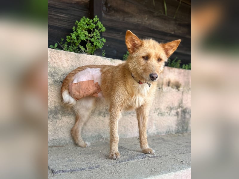 Sanfte Ava wartet in Portugal auf ihr Happy End!