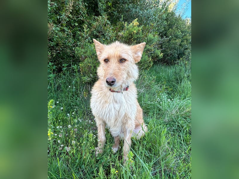 Sanfte Ava wartet in Portugal auf ihr Happy End!