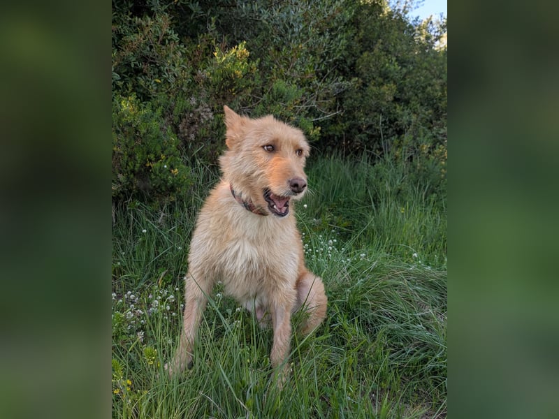 Sanfte Ava wartet in Portugal auf ihr Happy End!