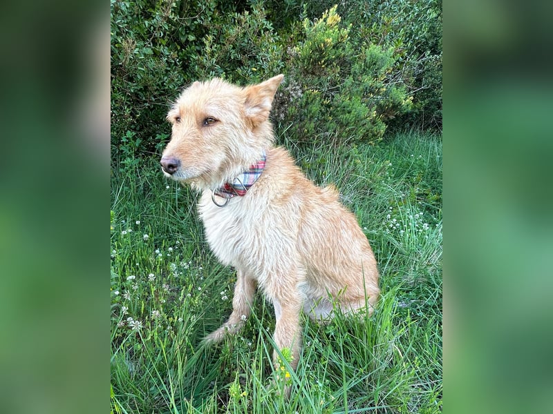 Sanfte Ava wartet in Portugal auf ihr Happy End!