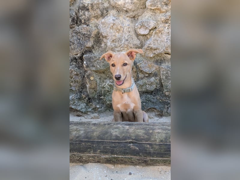 Zauberhafter Lemon wartet auf unserem Tierschutzhof in Portugal!