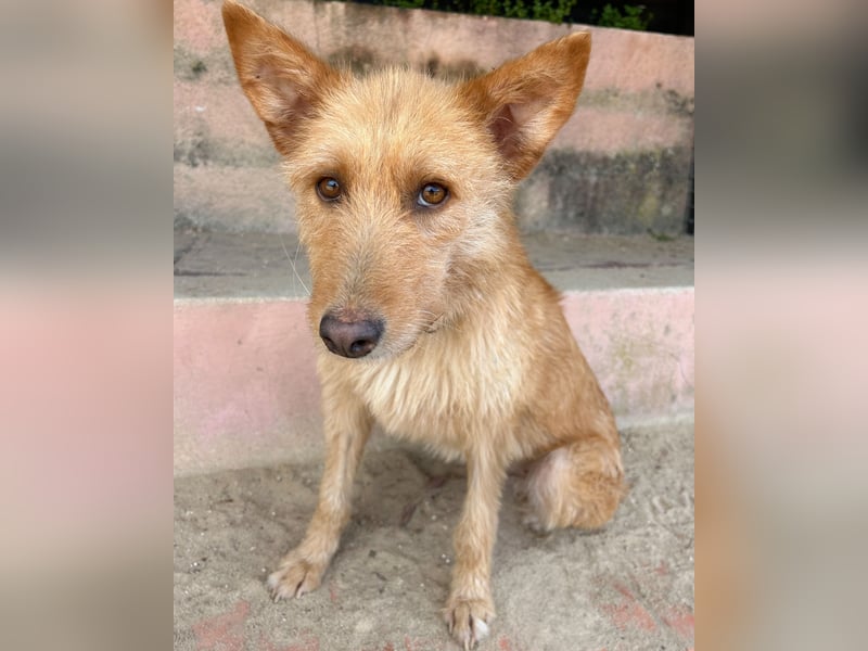 Sanfte Ava wartet in Portugal auf ihr Happy End!