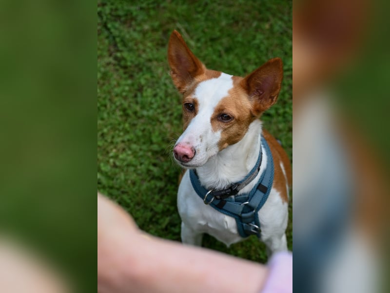 Zauberhafte Podenga Nami wartet in 40668 Meerbusch auf dich!