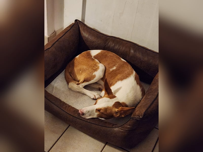 Zauberhafte Podenga Nami wartet in Deutschland auf ihr Happy End!