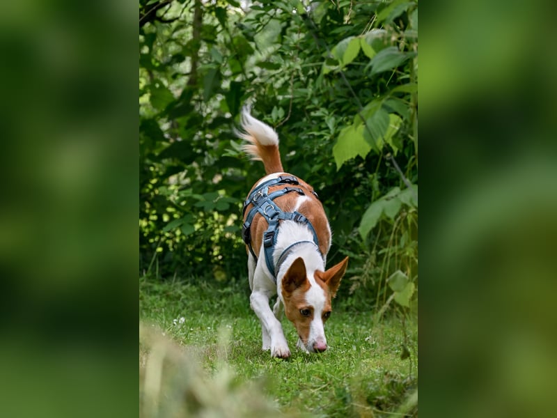 Zauberhafte Podenga Nami wartet in 40668 Meerbusch auf dich!
