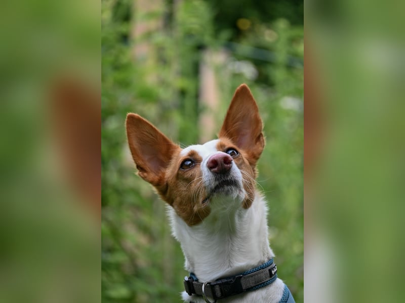 Zauberhafte Podenga Nami wartet in 40668 Meerbusch auf dich!