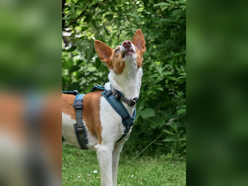 Zauberhafte Podenga Nami wartet in 40668 Meerbusch auf dich!