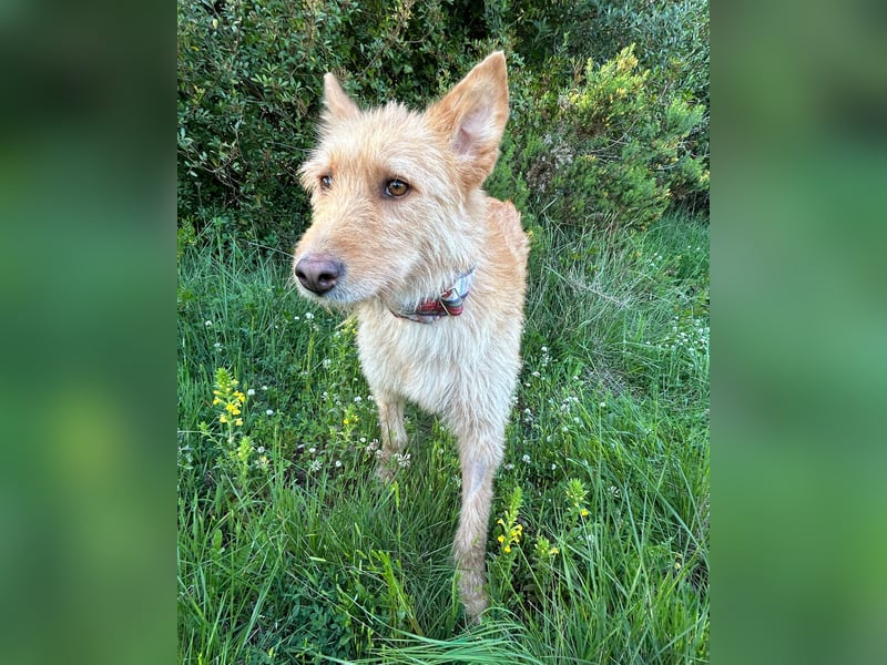 Sanfte Ava wartet in Portugal auf ihr Happy End!