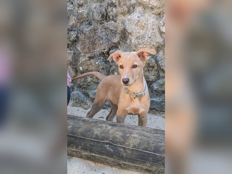 Zauberhafter Lemon wartet auf unserem Tierschutzhof in Portugal!