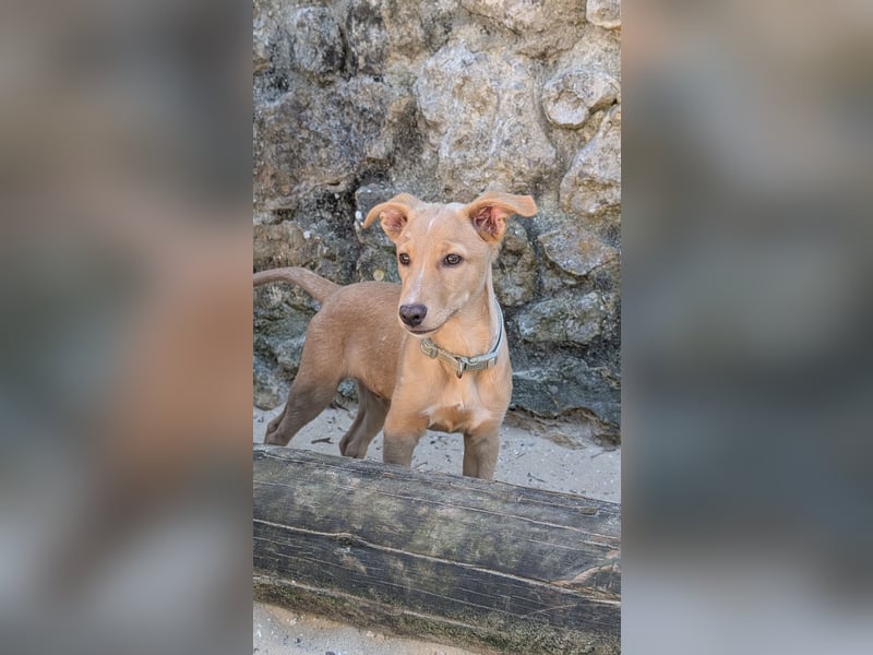Zauberhafter Lemon wartet auf unserem Tierschutzhof in Portugal!