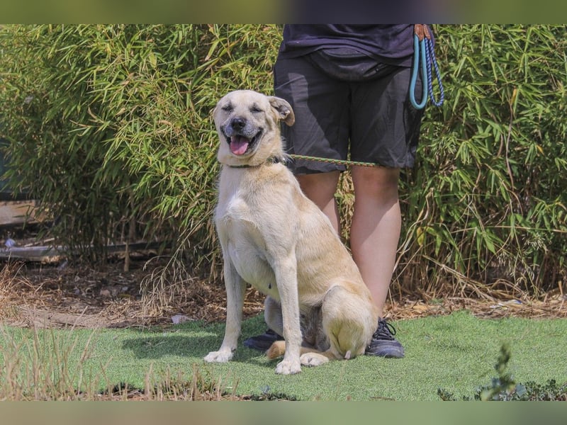 ASPEN ❤️  eine perfekte Hündin ❤️ für überall hin !!