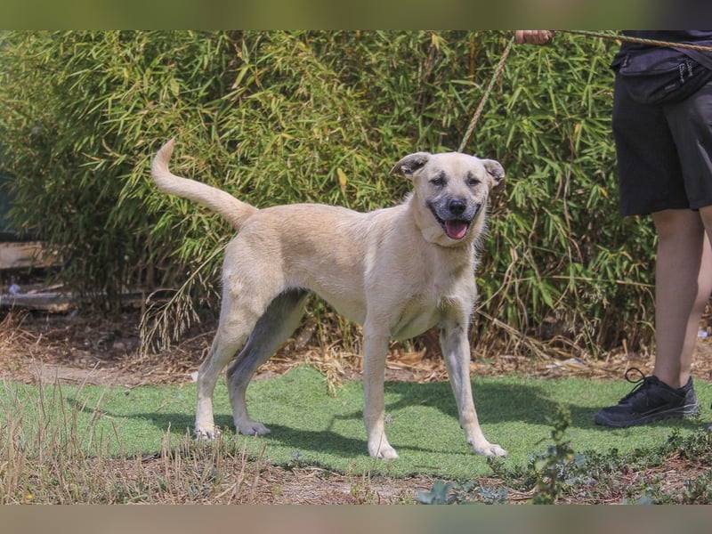 ASPEN ❤️  eine perfekte Hündin ❤️ für überall hin !!