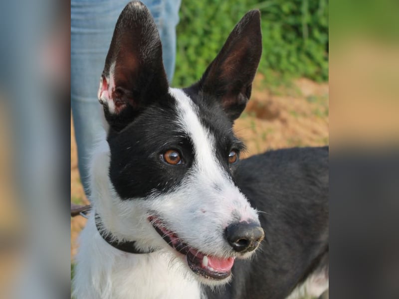 JJ ein verspielter Wirbelwind