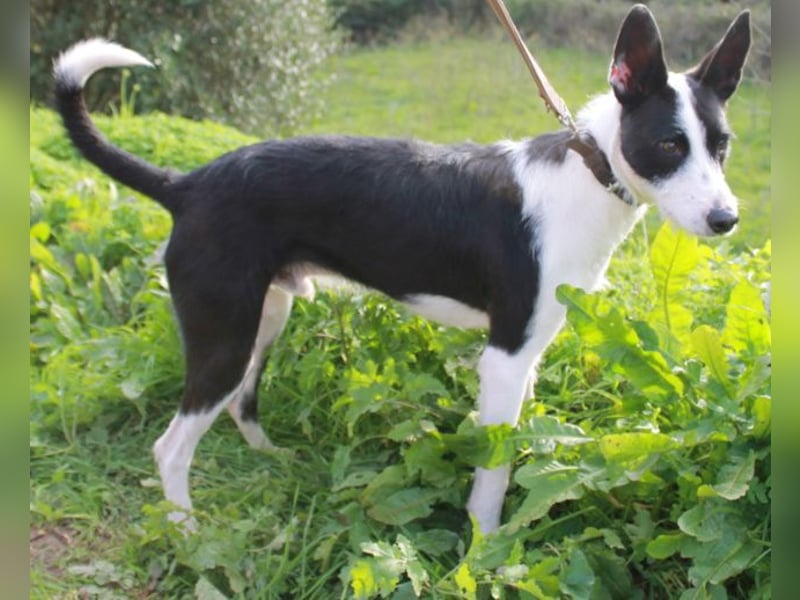 JJ ein verspielter Wirbelwind