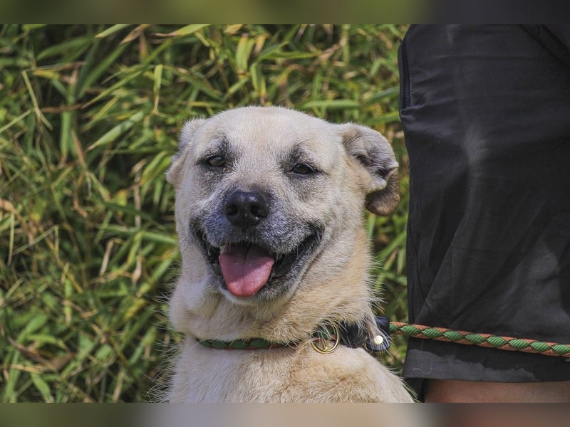 ASPEN ❤️  eine perfekte Hündin ❤️ für überall hin !!