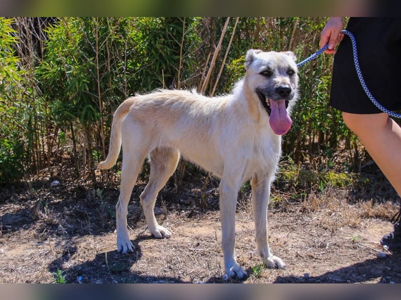 ASPEN ❤️  eine perfekte Hündin ❤️ für überall hin !!