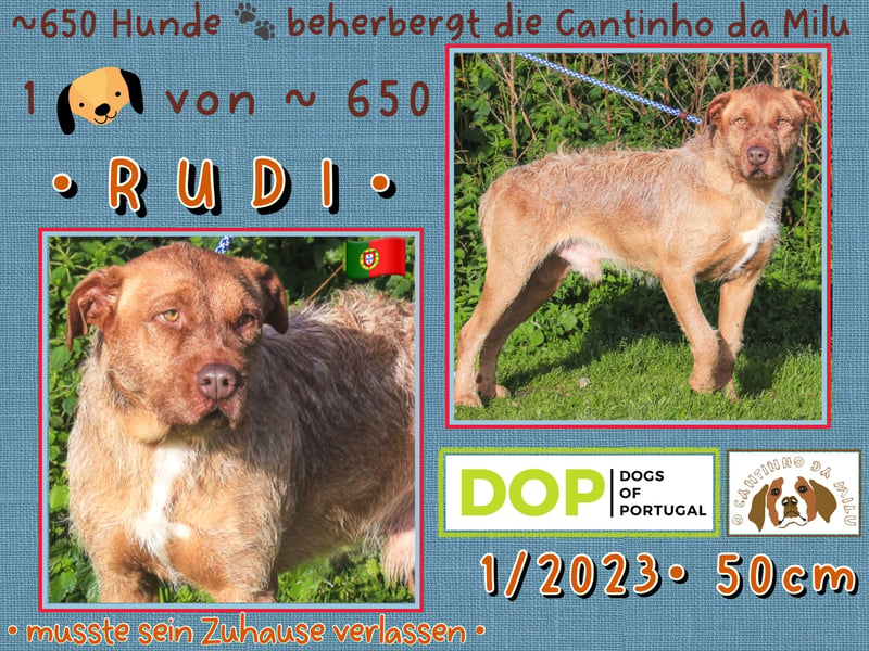 Cantinho da Milu | - RUDI + RICO - | brauchen ein Zuhause !