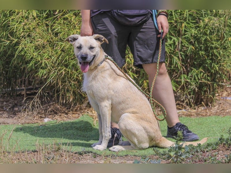 ASPEN ❤️  eine perfekte Hündin ❤️ für überall hin !!