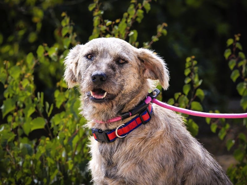 ♥️ASPEN • VENUS ♥️ 2 von ~650 Hunden in der Cantinho da Milu