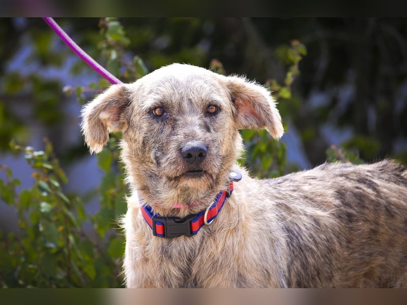 ♥️ASPEN • VENUS ♥️ 2 von ~650 Hunden in der Cantinho da Milu