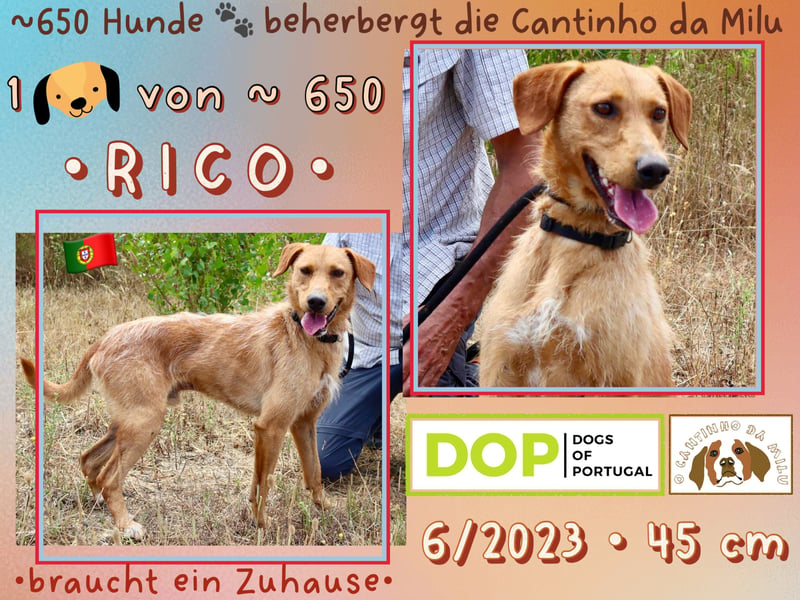 Cantinho da Milu | - RUDI + RICO - | brauchen ein Zuhause !