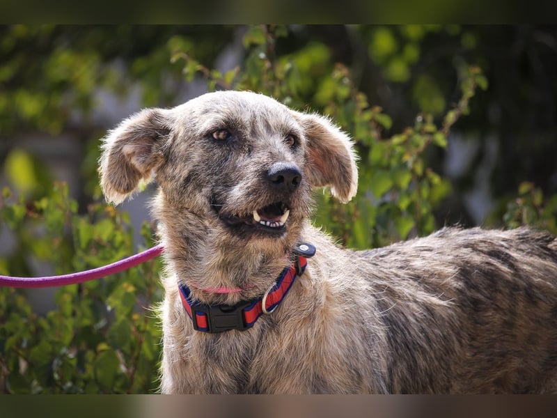 ♥️ASPEN • VENUS ♥️ 2 von ~650 Hunden in der Cantinho da Milu