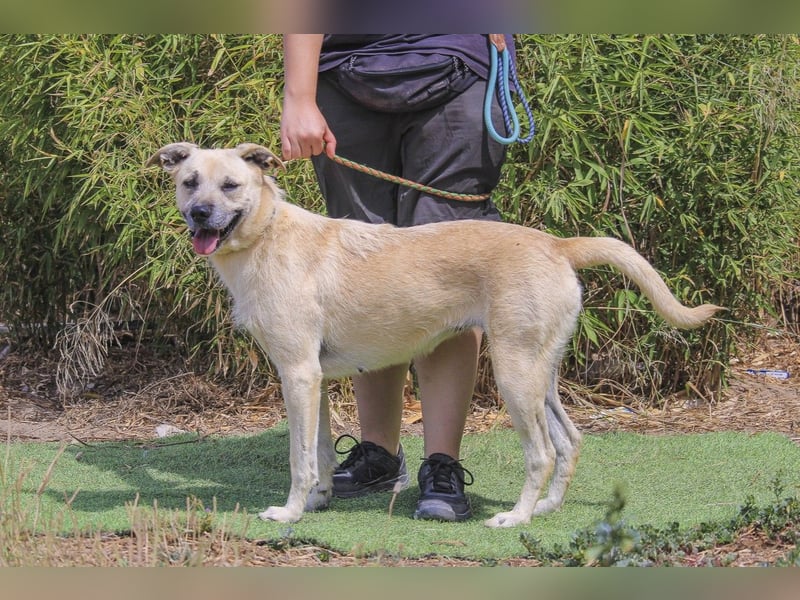 ASPEN ❤️  eine perfekte Hündin ❤️ für überall hin !!